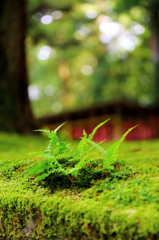 なんでもない草