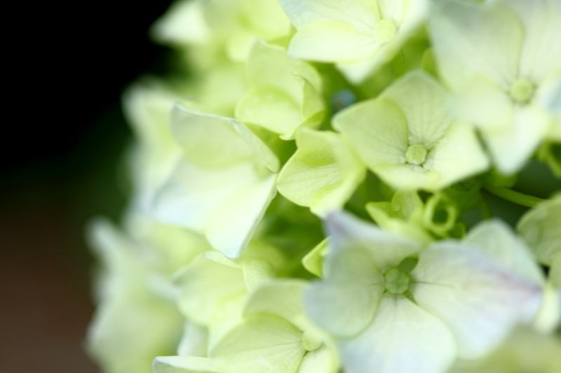 紫陽花(クリーム色)