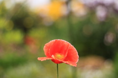 花色々