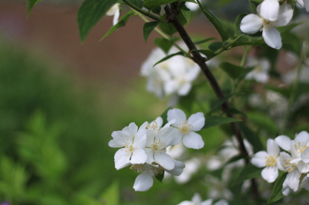 花色々