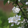 花色々