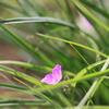 花色々