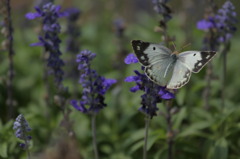 花からチョウチョ