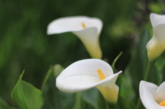 花色々