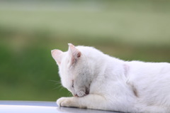 車の屋根から