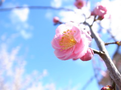 うぅ・・梅です。。。