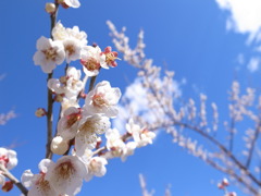 梅と空