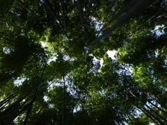 竹林。