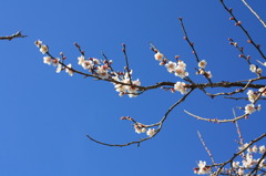 梅