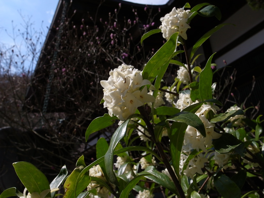 沈丁花？