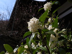 沈丁花？
