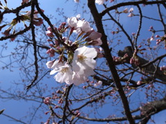 やっと桜。