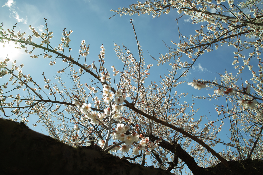 梅　２