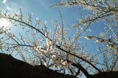 梅　２