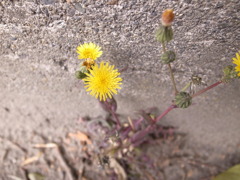 路傍の花。