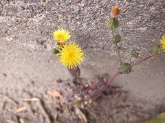 路傍の花。