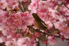 桜にメジロ。