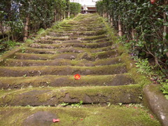 苔に咲く椿。