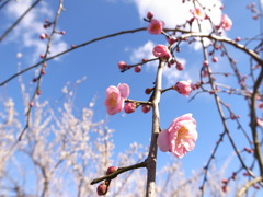 梅と梅