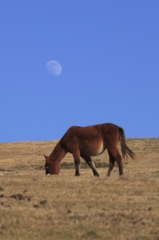 陽光・月下の御崎馬