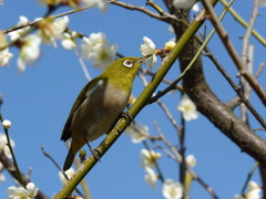 万博梅林めじろP1150373