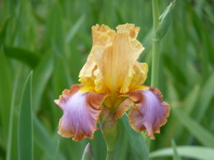 P1040364