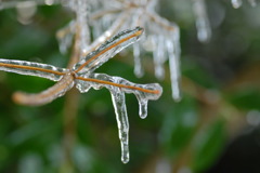 氷に閉ざされて