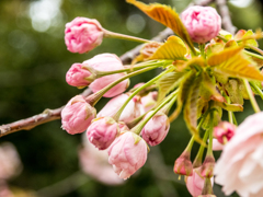 桜