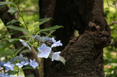 紫陽花