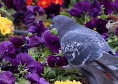 花とハト