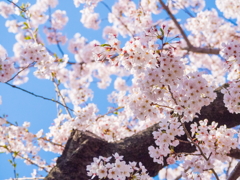 千鳥ヶ淵の桜