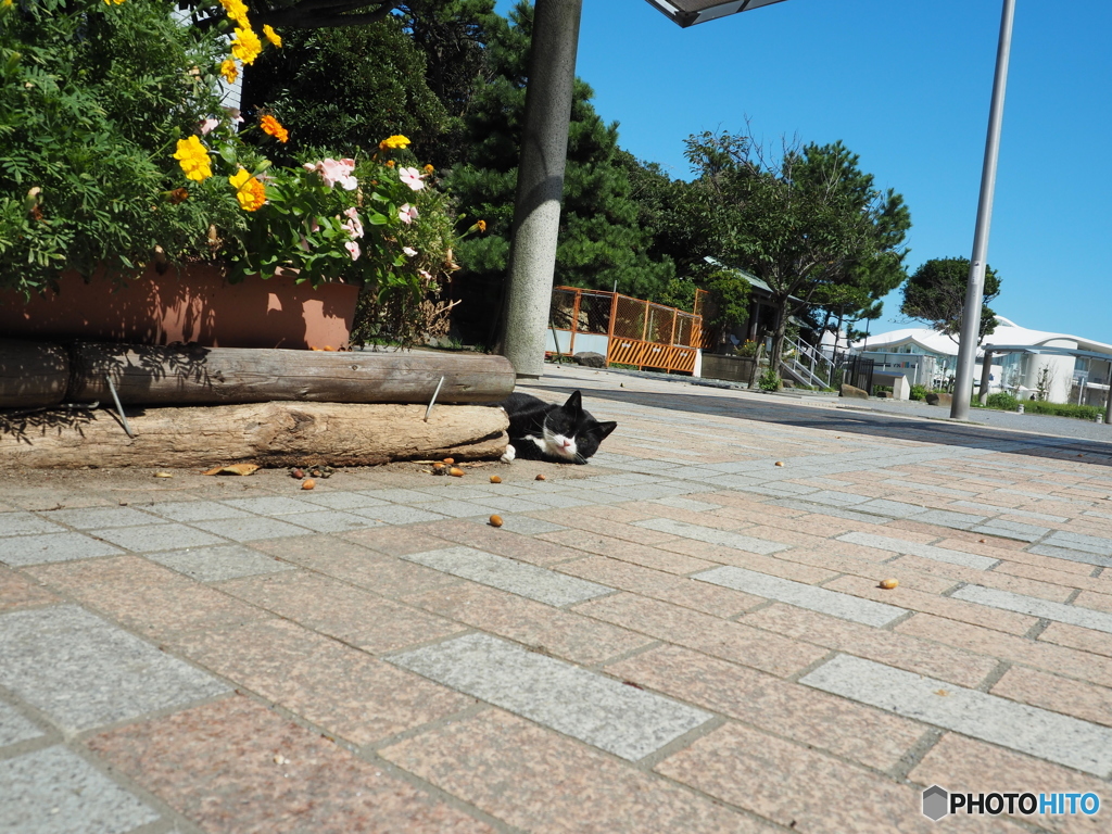 公園の顔だけニャン