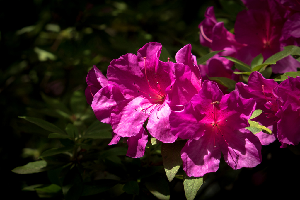 公園の花