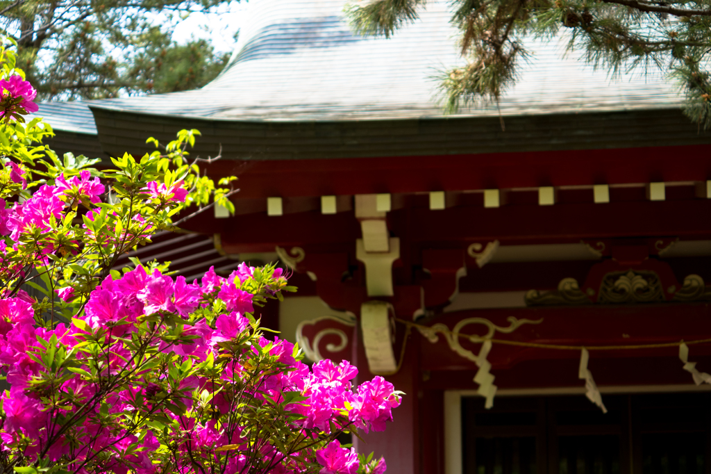 公園の花