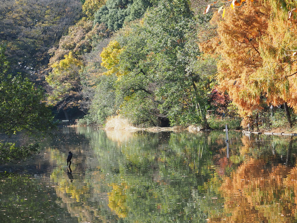 鳥と池と紅葉