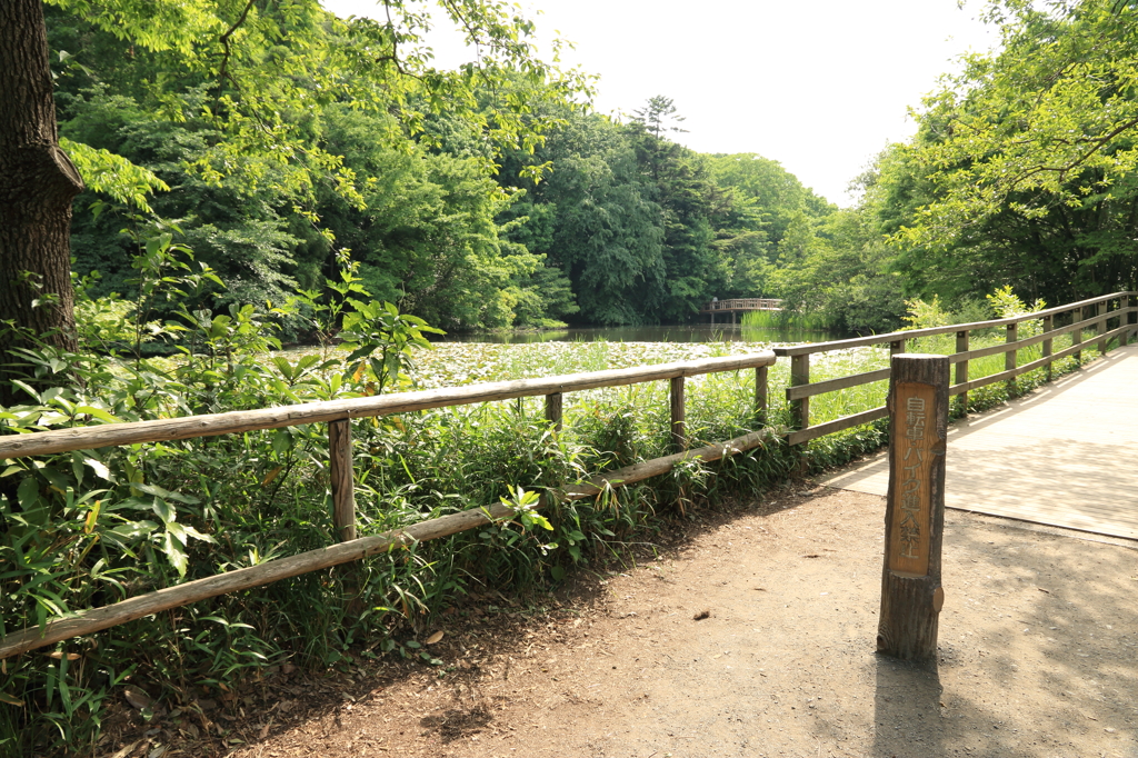 緑豊かな公園