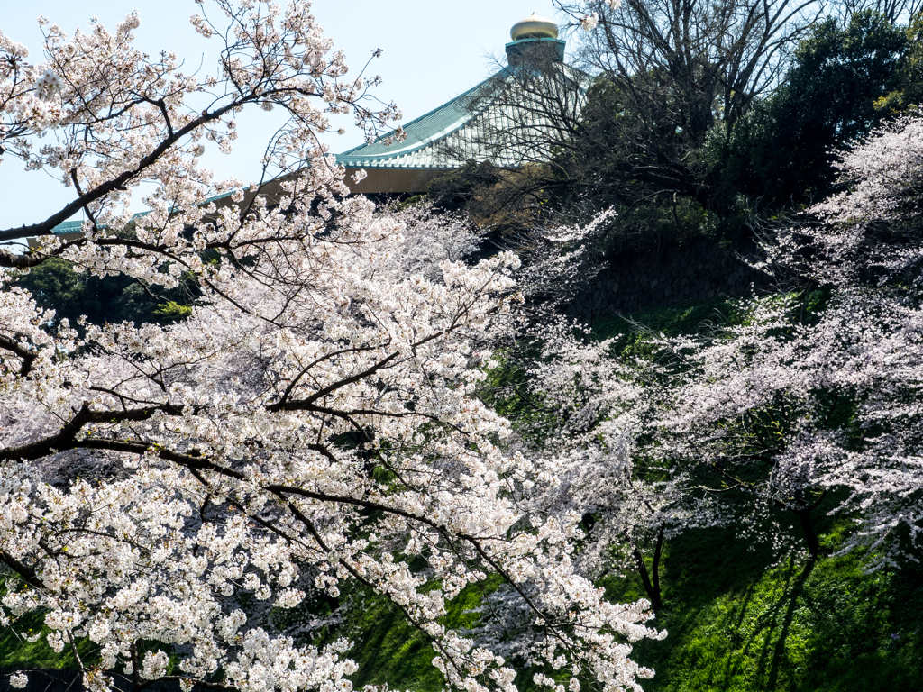 九段下武道館と桜