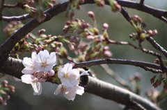 桜