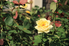 気高い薔薇