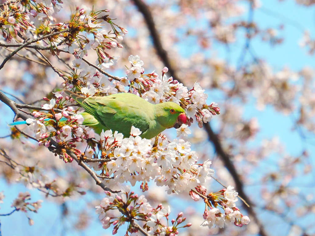 桜-2017