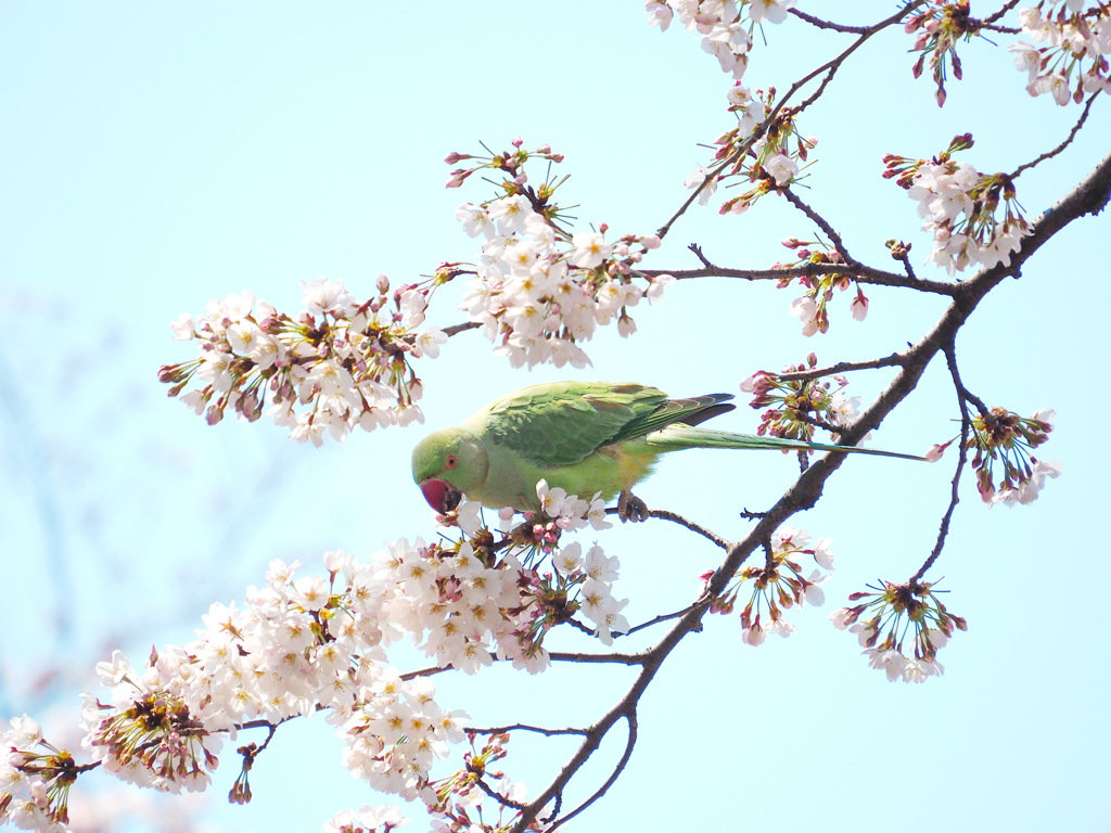 桜-2017-鳥