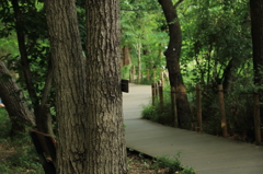 公園の木道