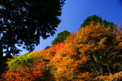 紅葉2