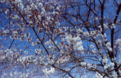 空と桜