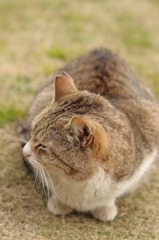 猫さん