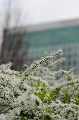 白い花①