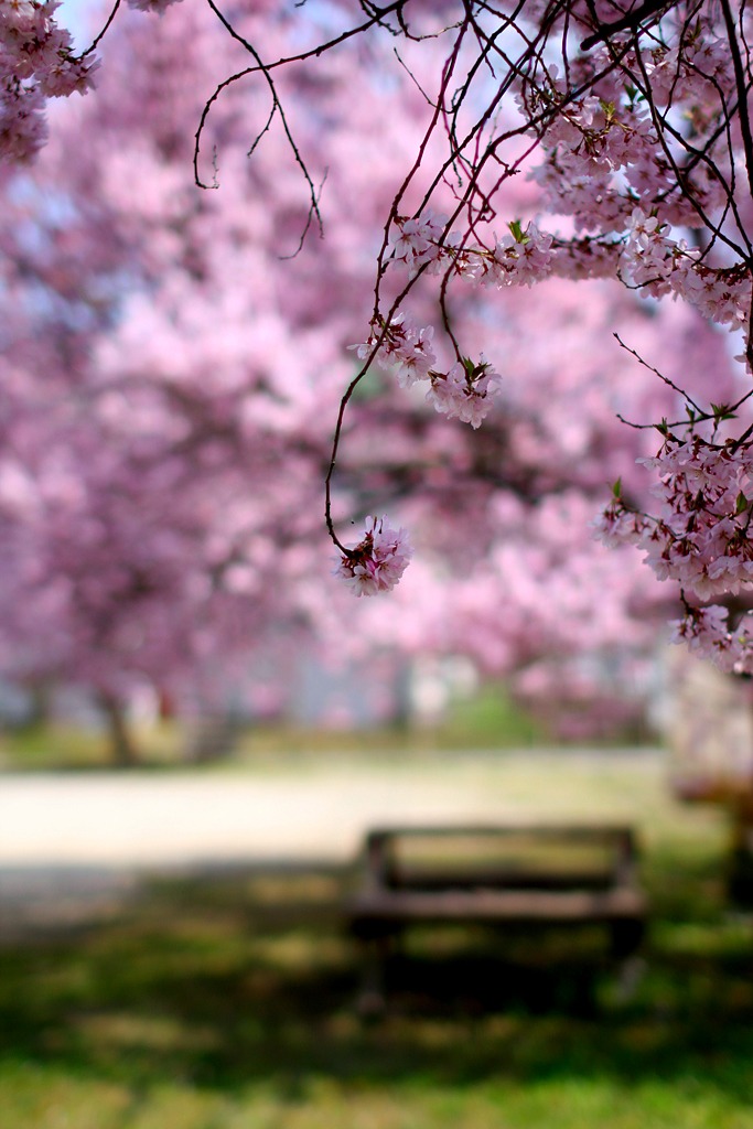桜の散る午後