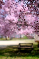 桜の散る午後
