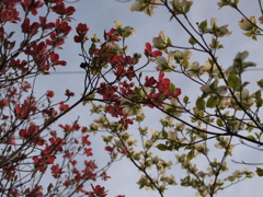 紅白合戦