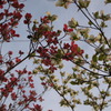 紅白合戦